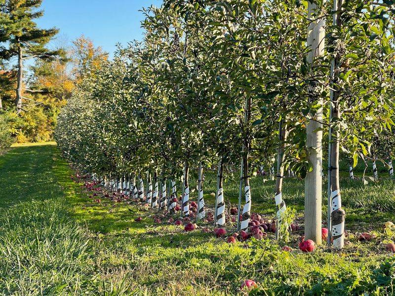 Picking Your Own Apples Like A Pro