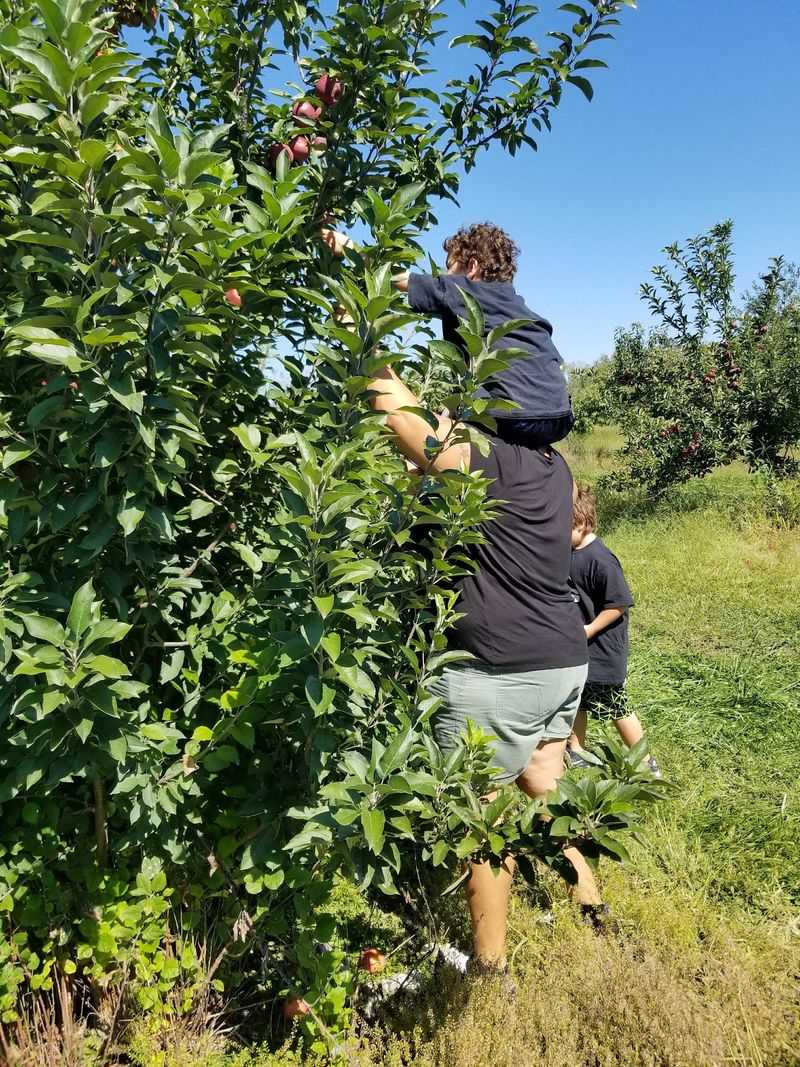 Picking Your Own Apples