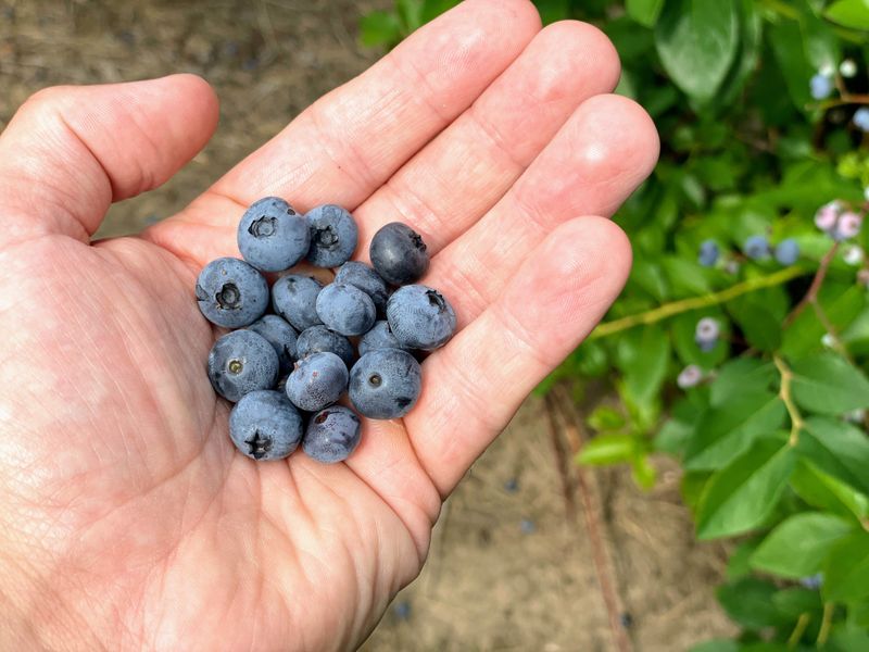 Picking Your Own Blueberries In The Field