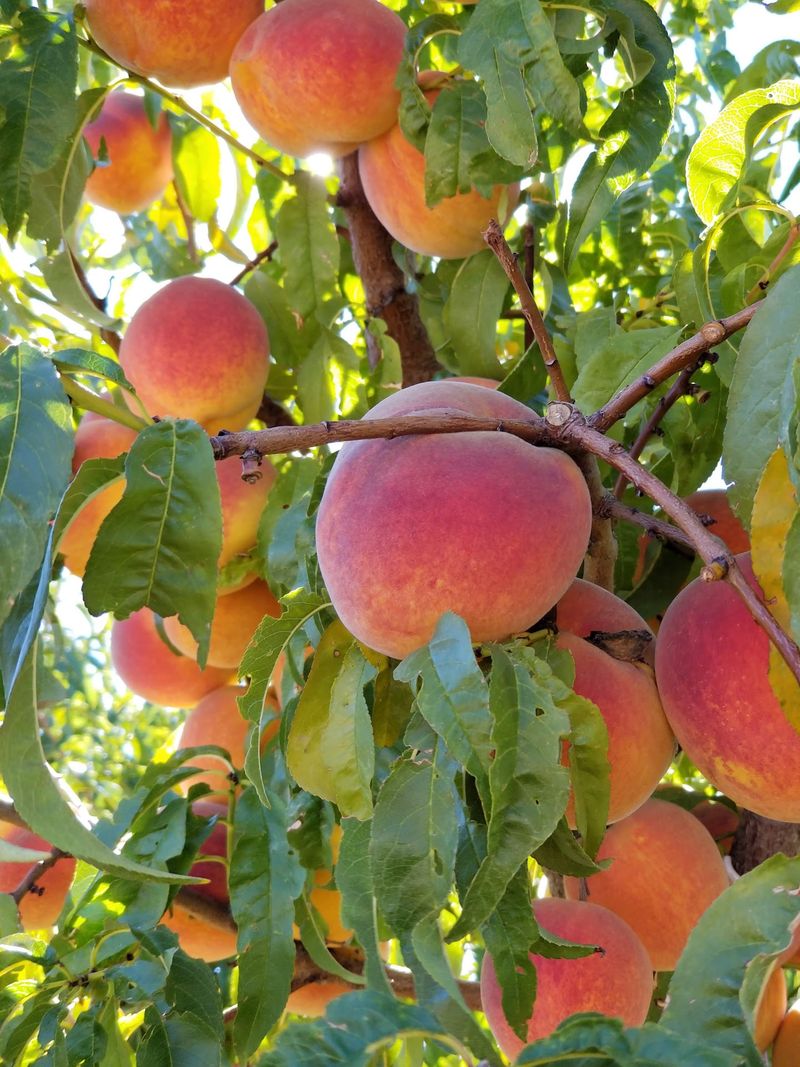 Picking Your Own Peaches, Apples, And Pears