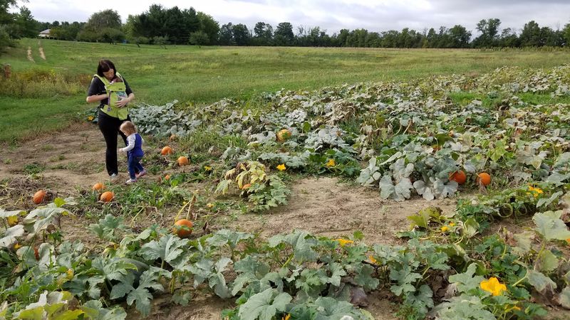 Picking Your Own Pumpkin