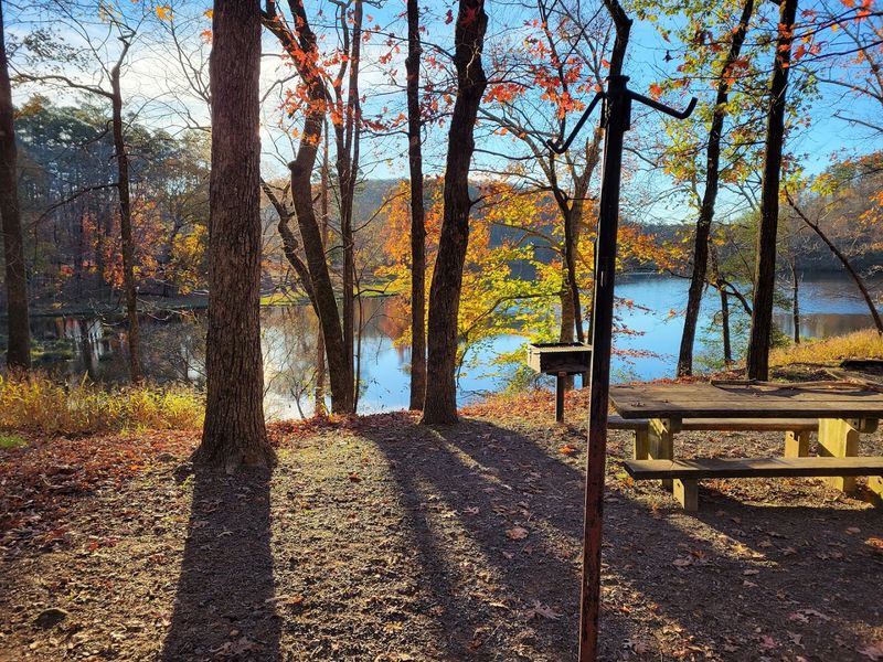 Picnic Corners Under Tall Trees