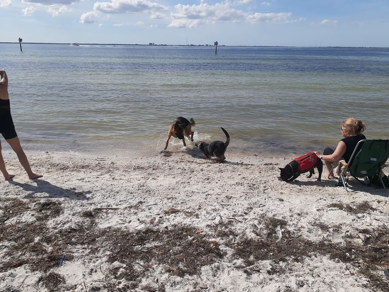 Picnic Island Beach Dog Park