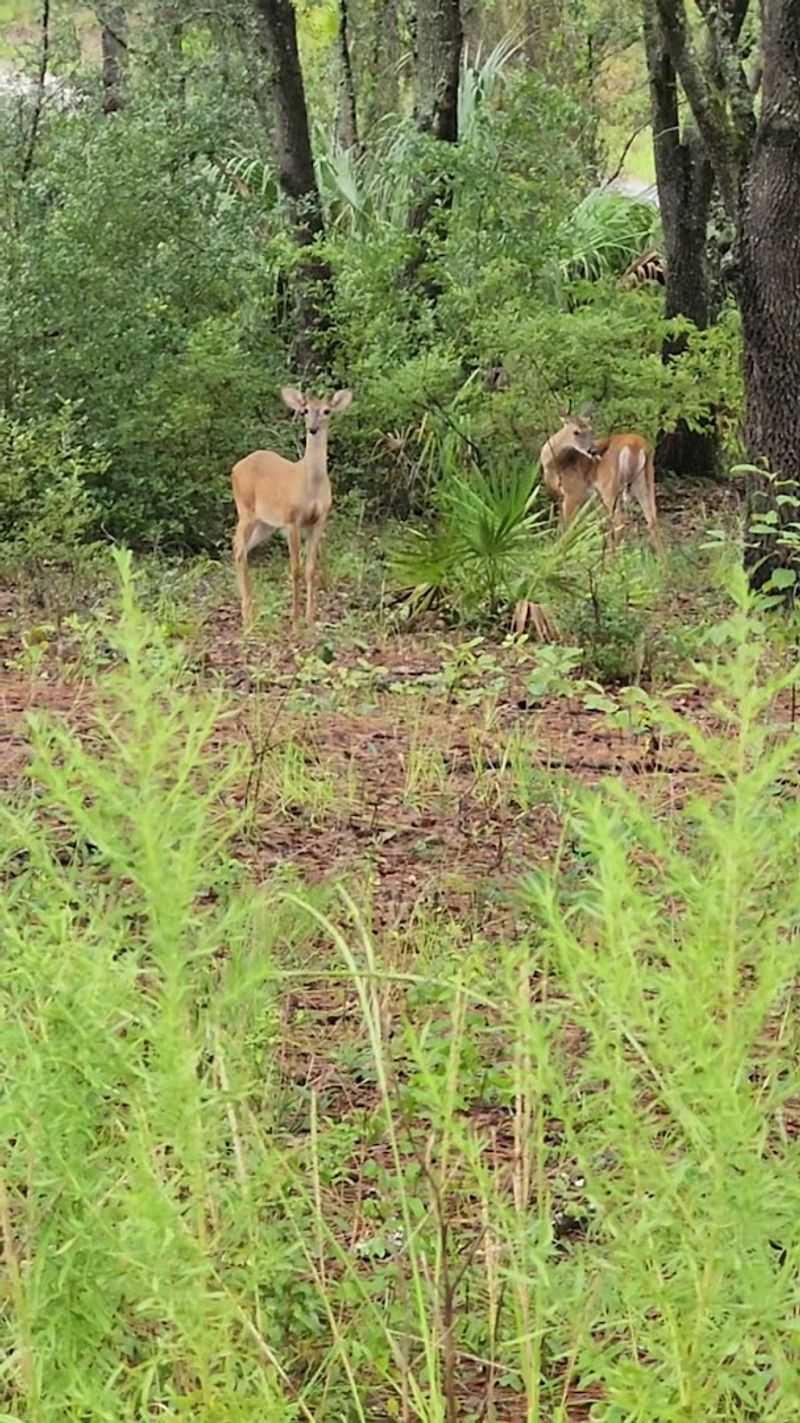 Wildlife Moments That Find You First
