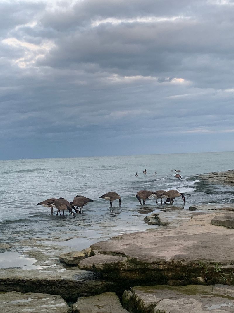 Wildlife Watching Opportunities