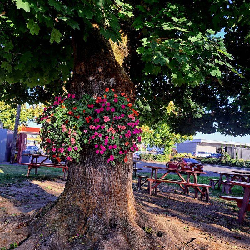 Picnic Tables Under Old Trees