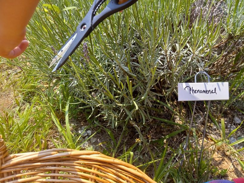 Bees And Praying Mantises Everywhere