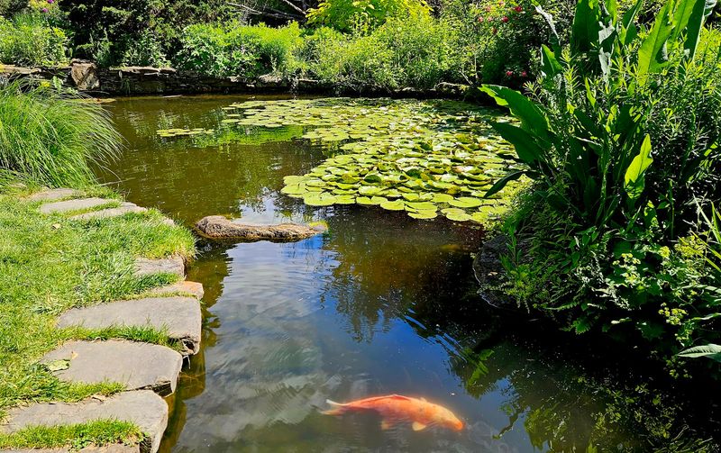 The Koi Pond And Carved Bridge Are Unforgettable