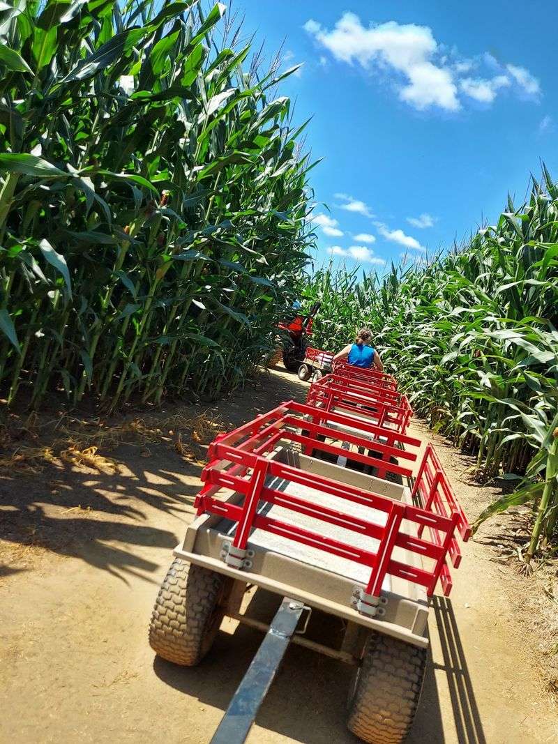 Pig Races, Wagon Rides And Tractor Tours On Schedule