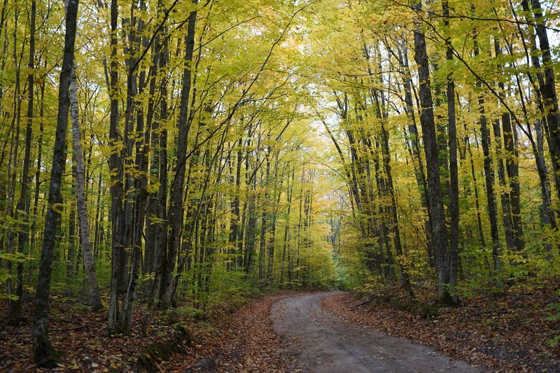 Pigeon River Country State Forest