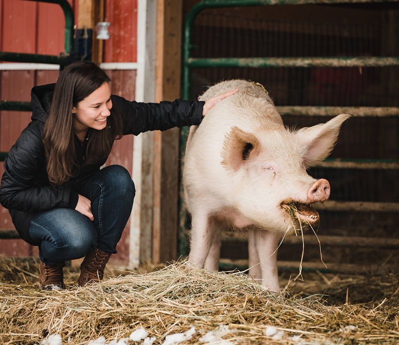 Pigs That Make The Lesson Stick