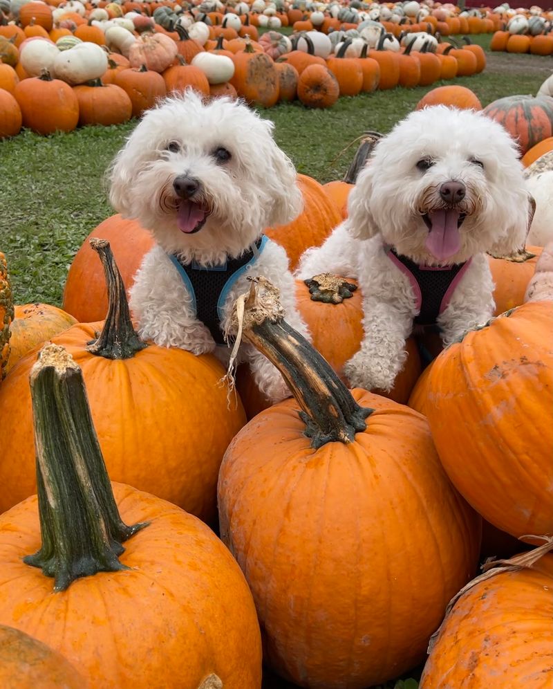 Pigs That Race And Dogs That Steal The Show Pigs That Race And Dogs That Steal The Show