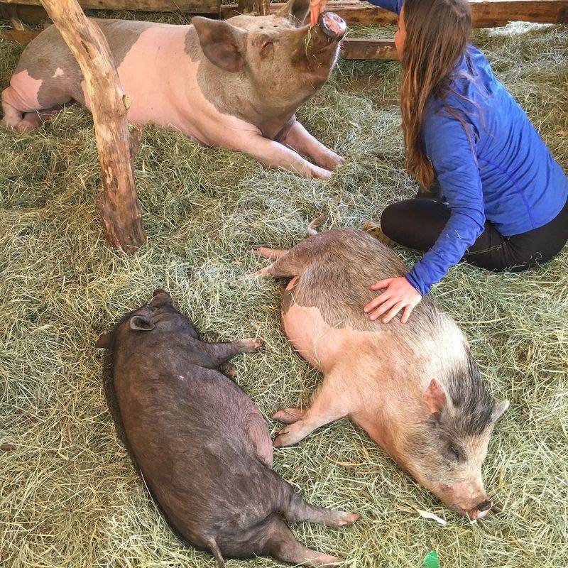 Pigs With Personalities as Big as Their Snouts