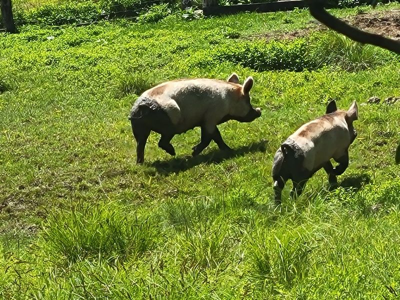 Pigs With Personality Plus