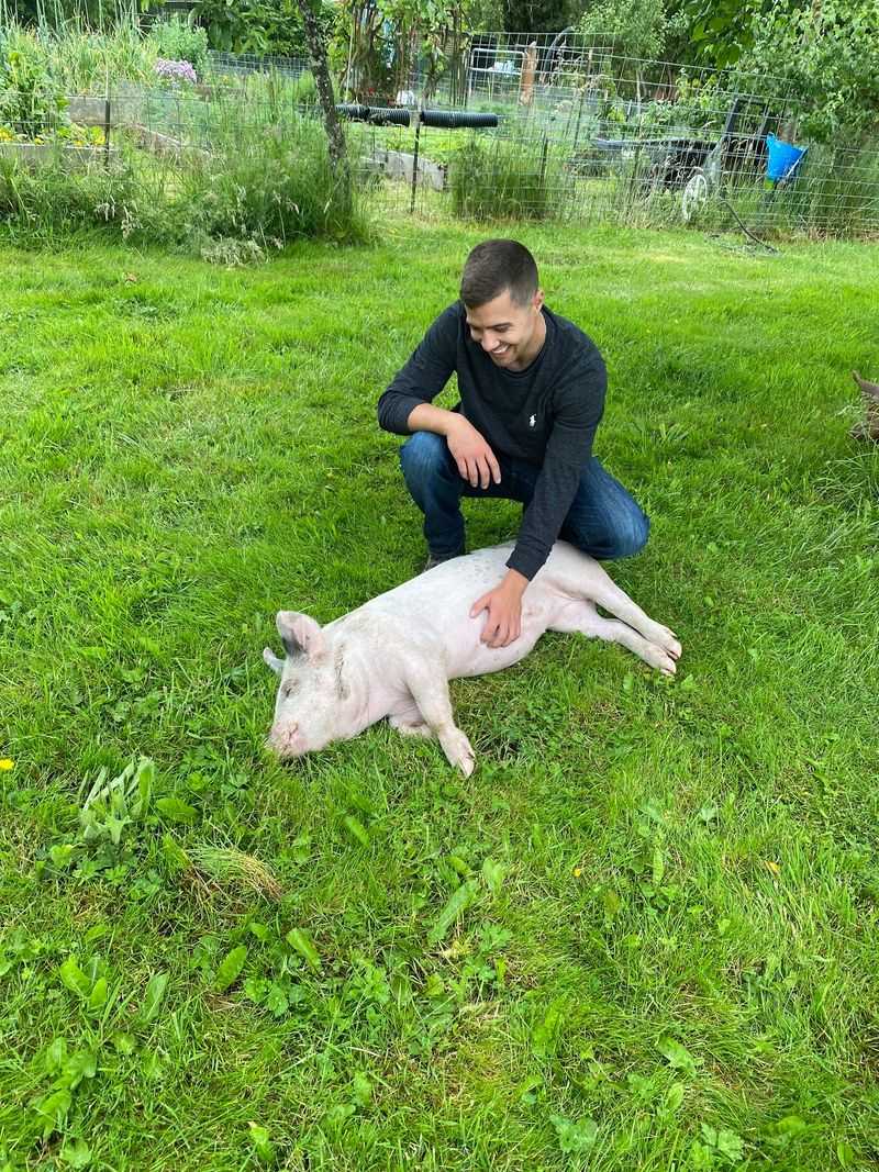 Pigs With Stories Worth Hearing