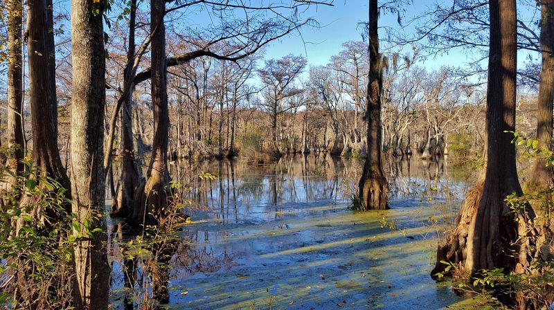Merchants Millpond’s Cypress Cathedral