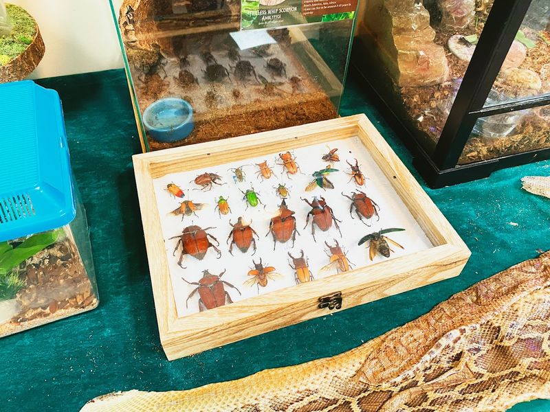 For The Brave: Insect Pinning