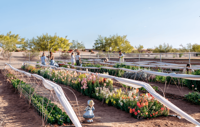 Rural Stems Flower Farm, East Mesa