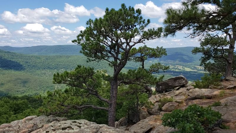 Pine Forests Along The Ridge