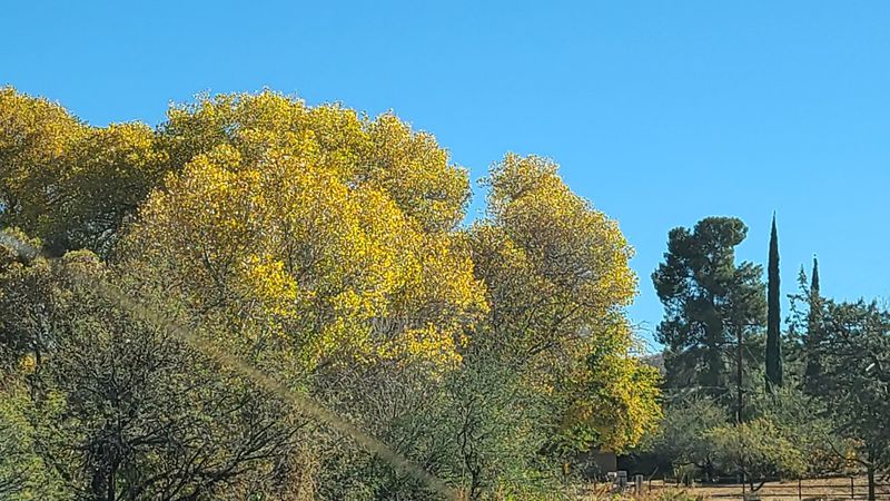 Pine Trees Above Town In The Pinal Mountains