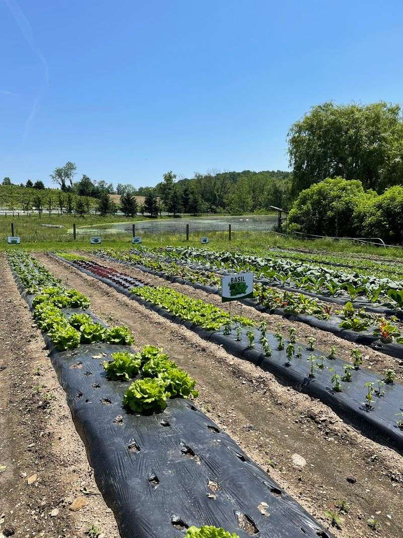 Pine Valley Farm