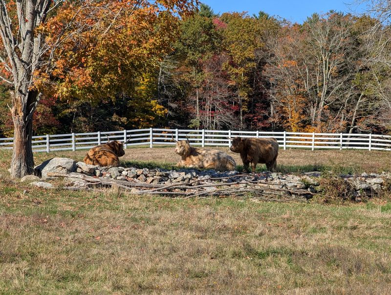 Pineland Farms Farmyard, New Gloucester