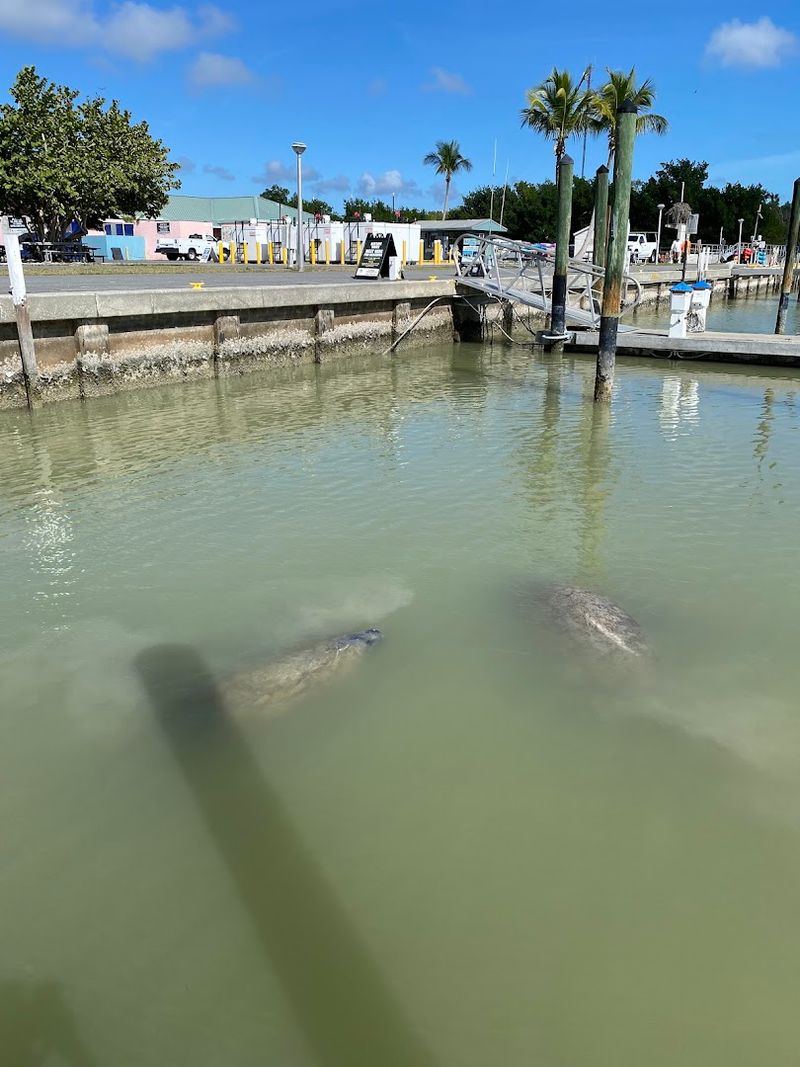 Flamingo Marina And Coastal Transition