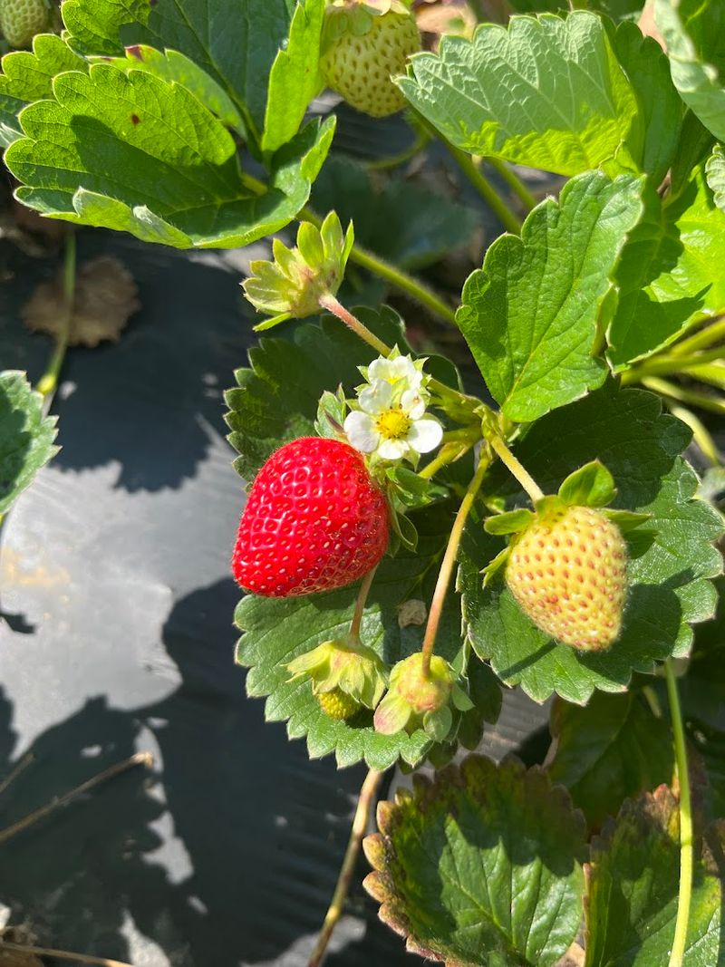 Reagan Family Farm, Fayetteville