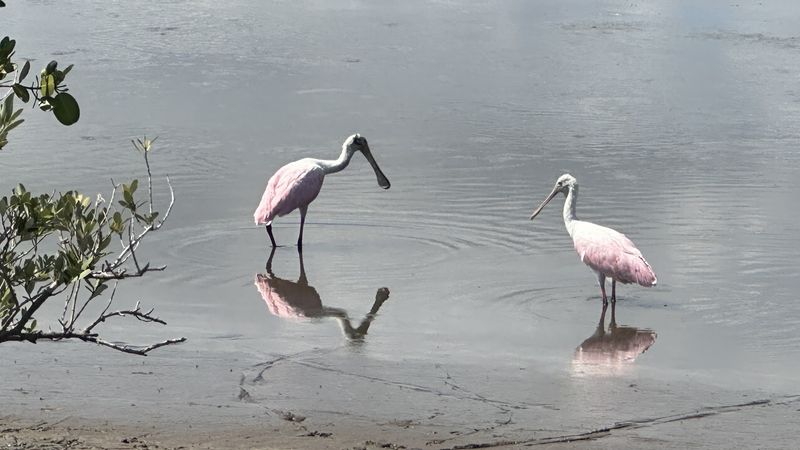 Pink Feathers And Pelican Parades