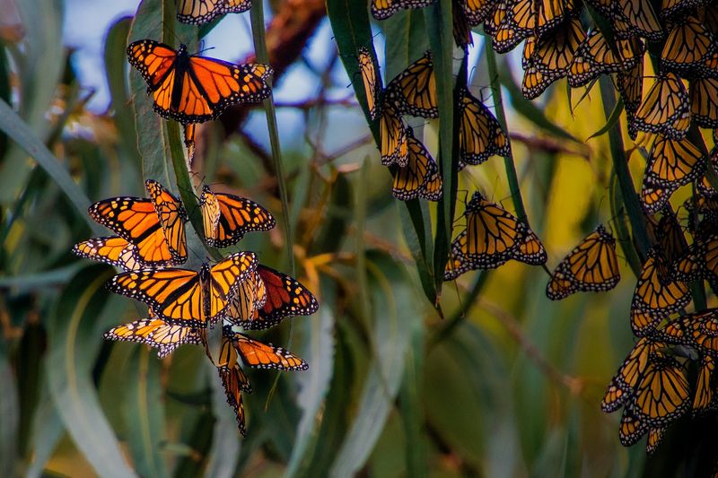 Pismo State Beach Monarch Butterfly Grove Pismo State Beach Monarch Butterfly Grove