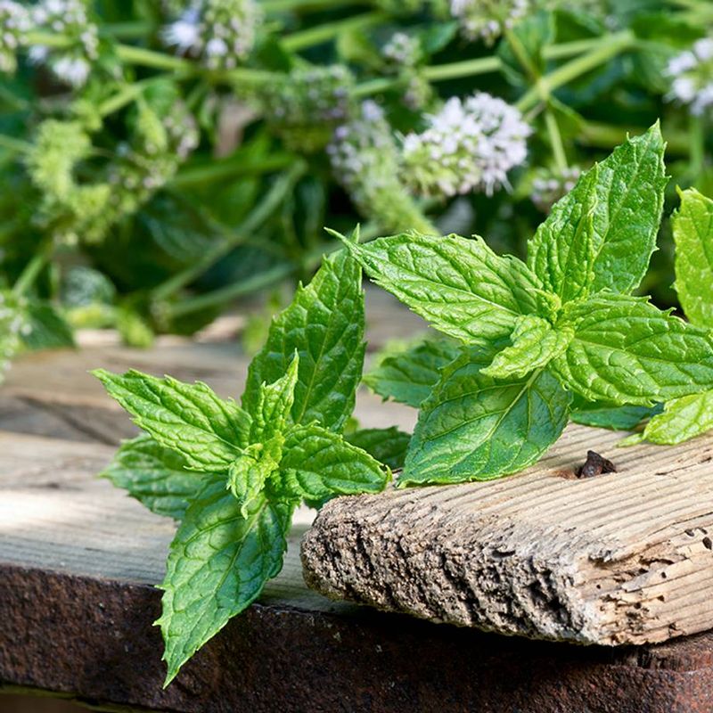 Mint: Tithed Herb