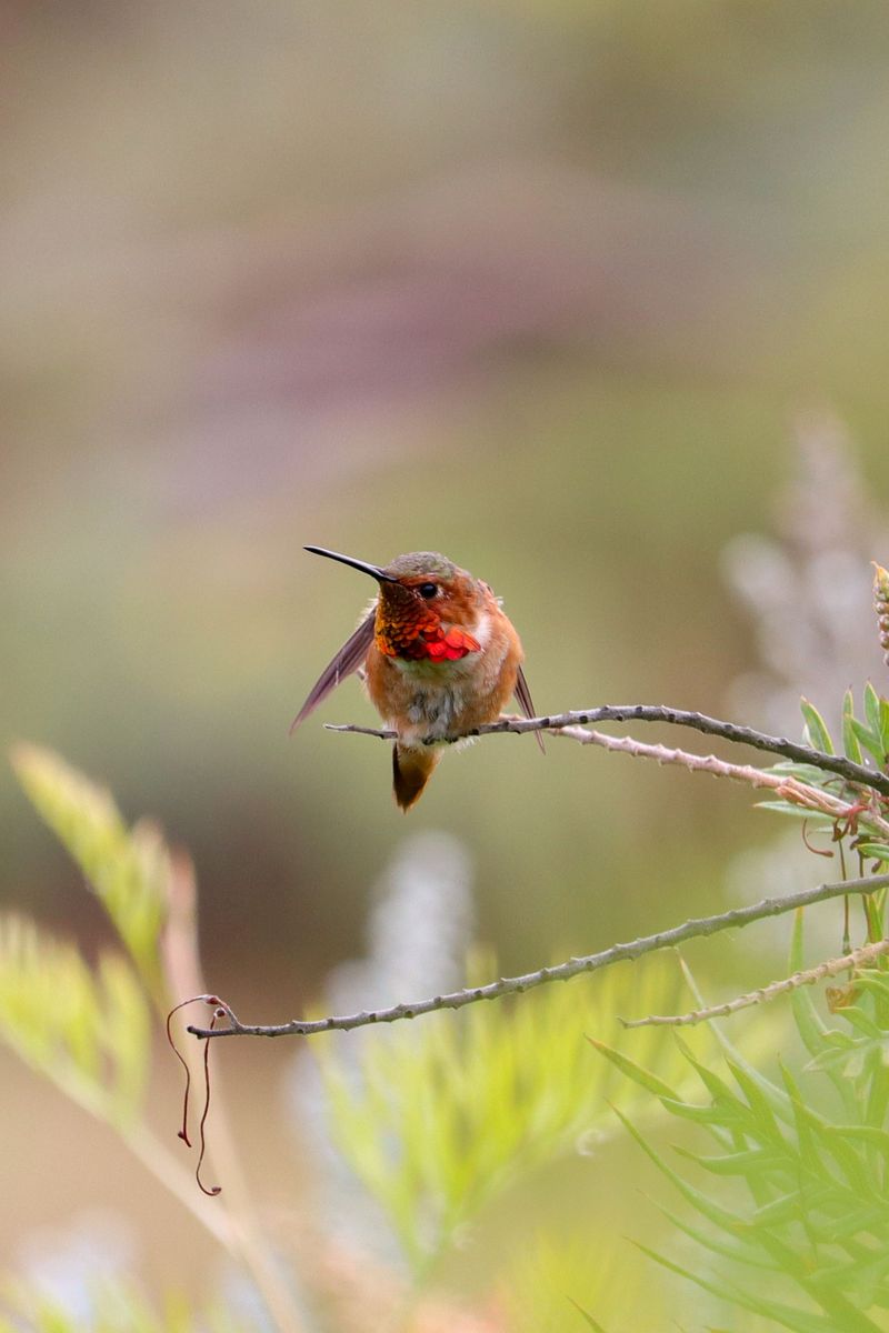 Plan A Better Birdwatching Day