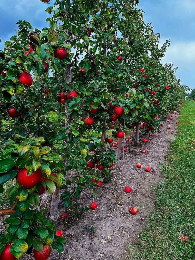 Plan An Apple Picking Day For Fall