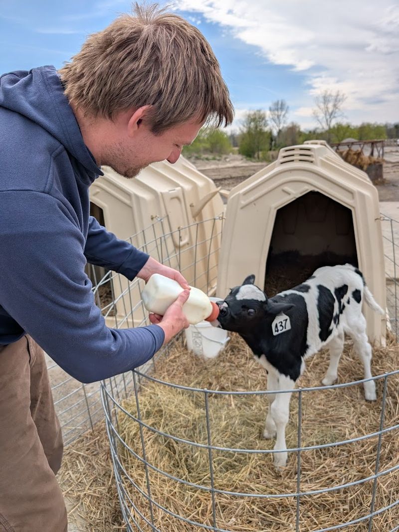Feeding The Baby Calves Is An Experience You Cannot Put A Price Tag On