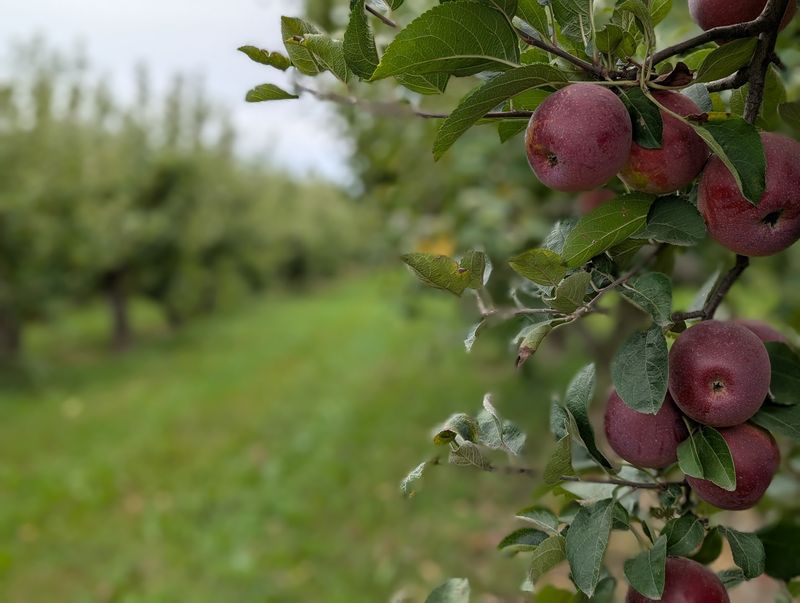 Plan Around The Harvest Calendar