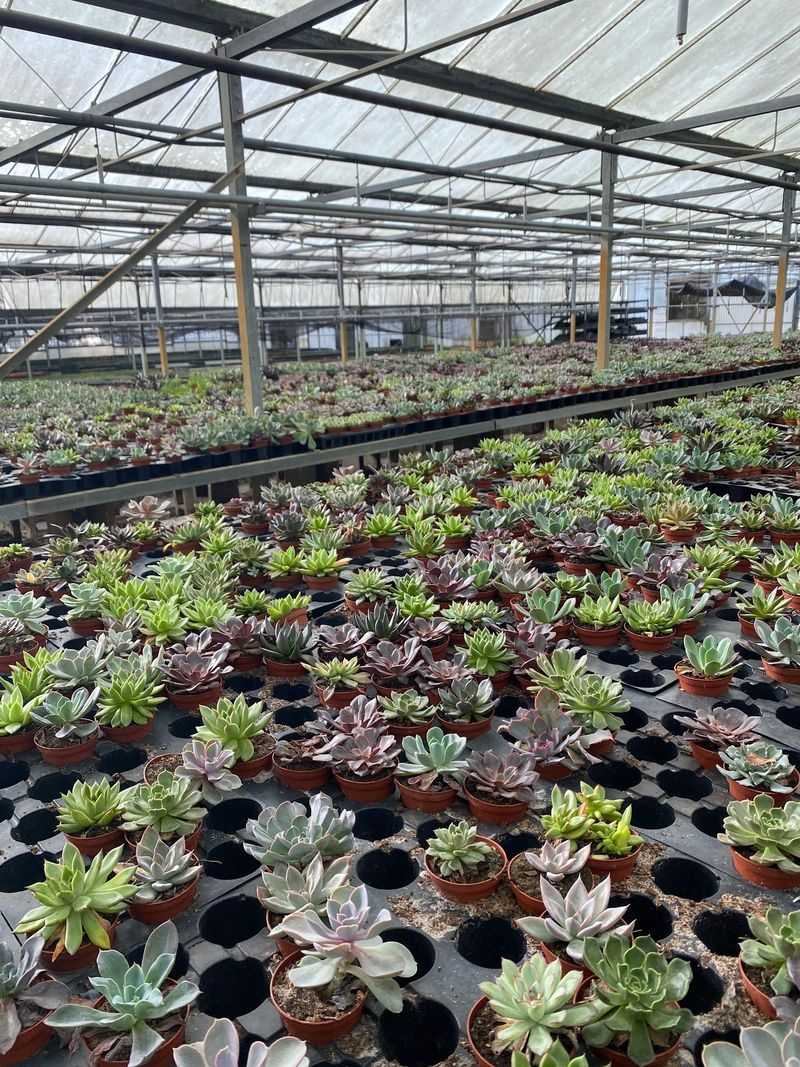 Plan For A Real Greenhouse Adventure