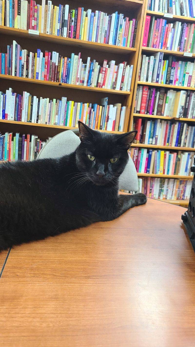 Plan Your Visit Before The Cats Clock Out