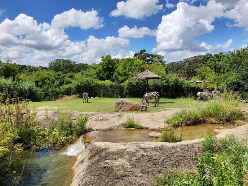 See Why This Zoo Is A Must Visit Destination In Arkansas