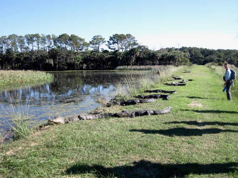 Planning Tips For A Perfect Bull Island Day Trip