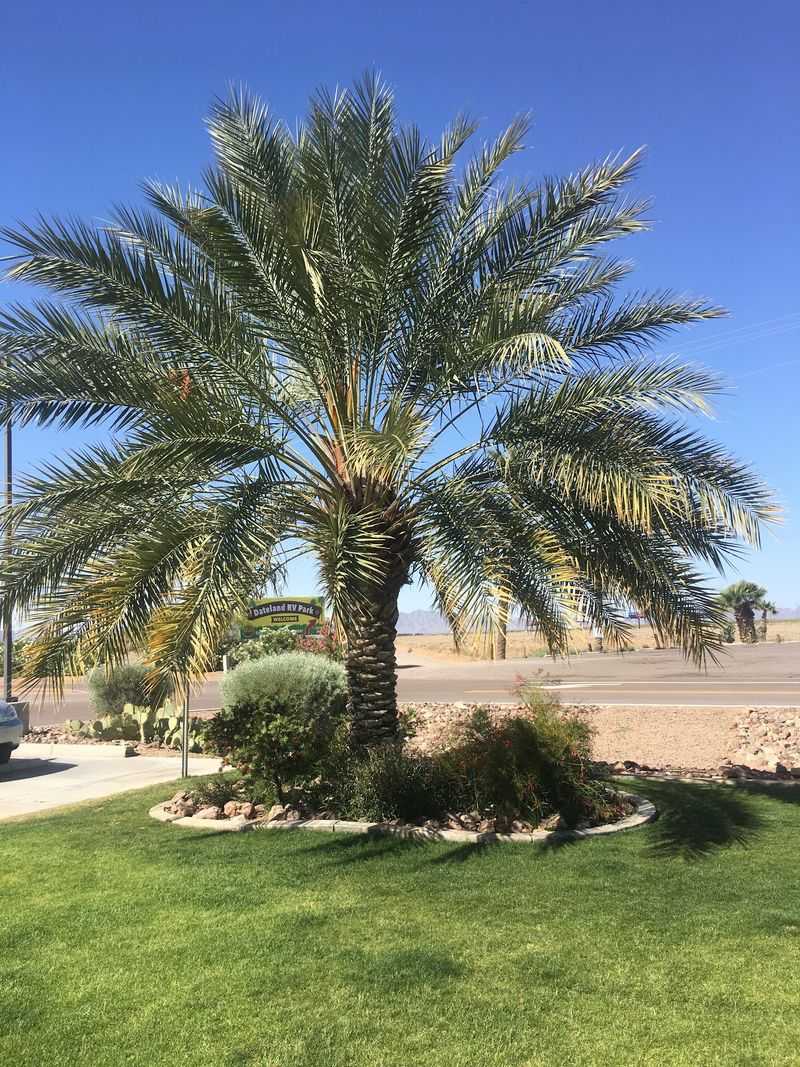 Planning Your Stop Under the Palms