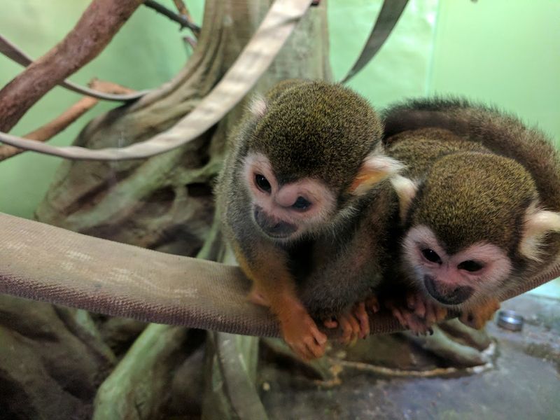 What Sets This Lemur Experience Apart From Bigger Zoo Visits