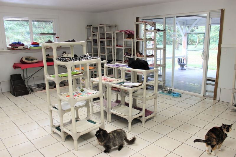 Planning Your Visit To Purrfect Pals Planning Your Visit To Purrfect Pals