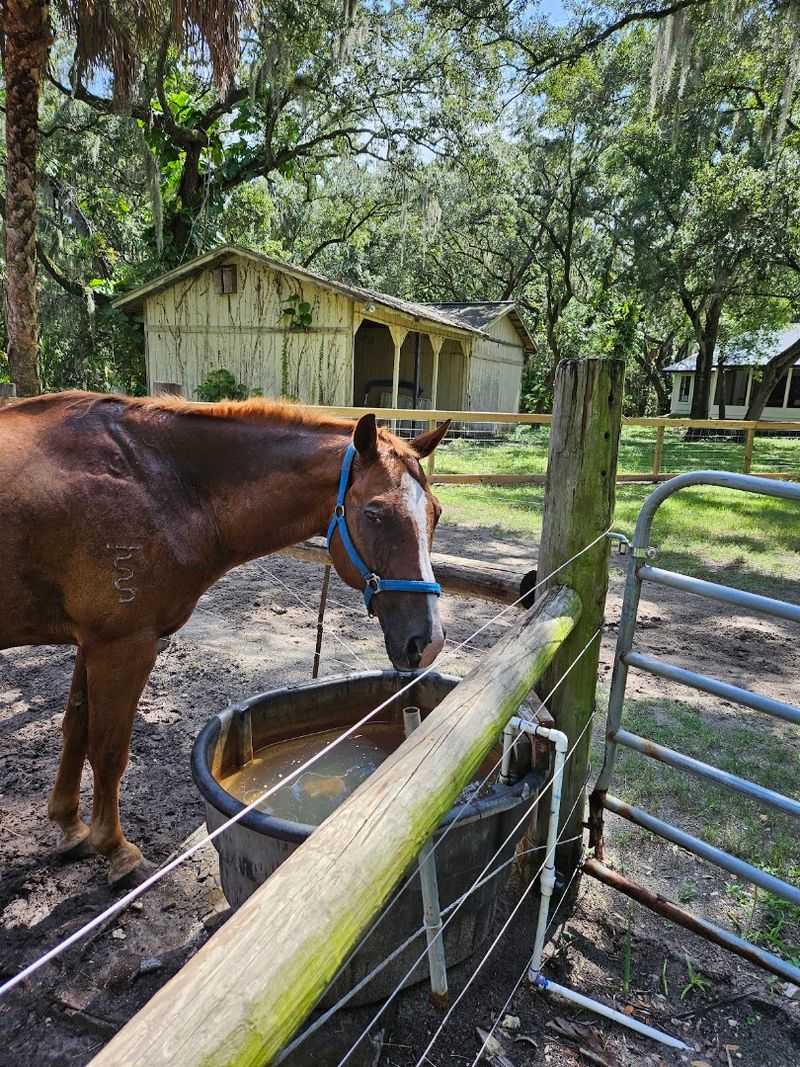 Planning Your Visit To The Ranch Just Outside Tampa Planning Your Visit To The Ranch Just Outside Tampa
