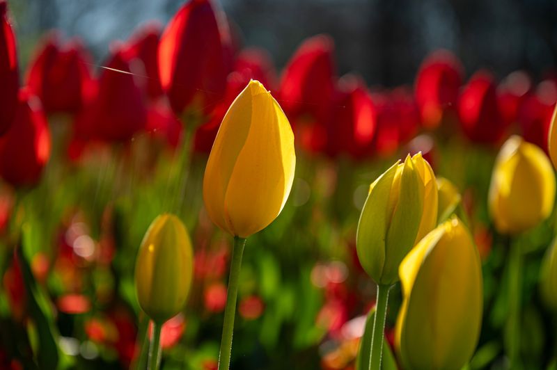 Plant A Little Spring