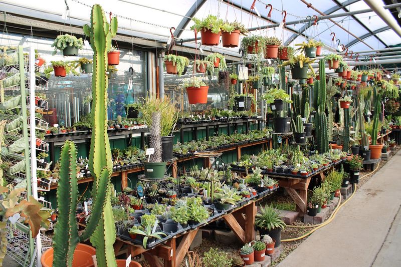 Plant Advice Matters When The Front Range Gets Complicated