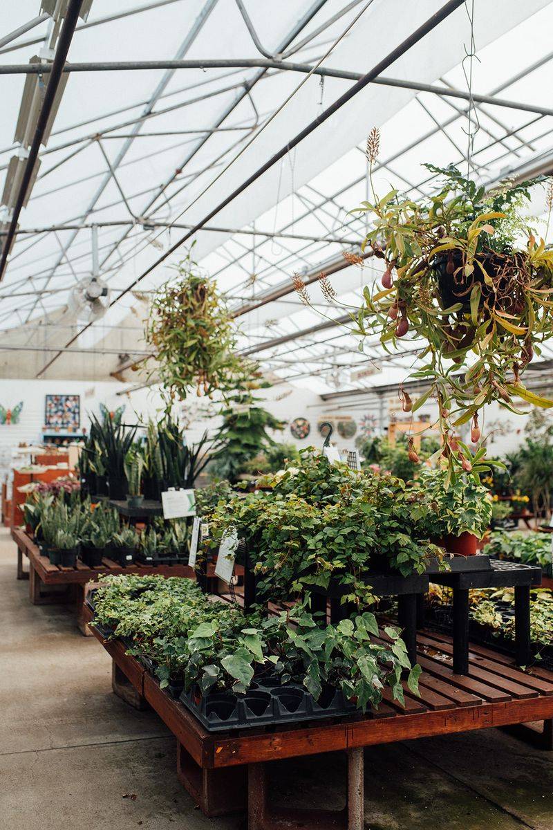 Plant Help For People Who Have Questions