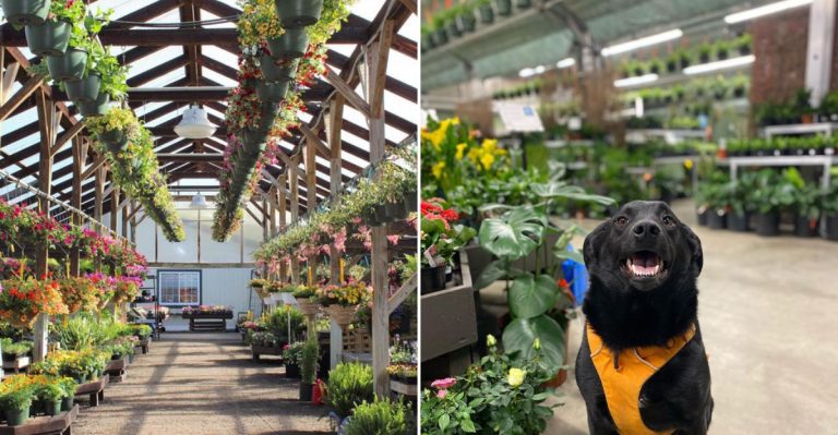 Plant Lovers May Never Want To Leave This Huge Maine Greenhouse Campus