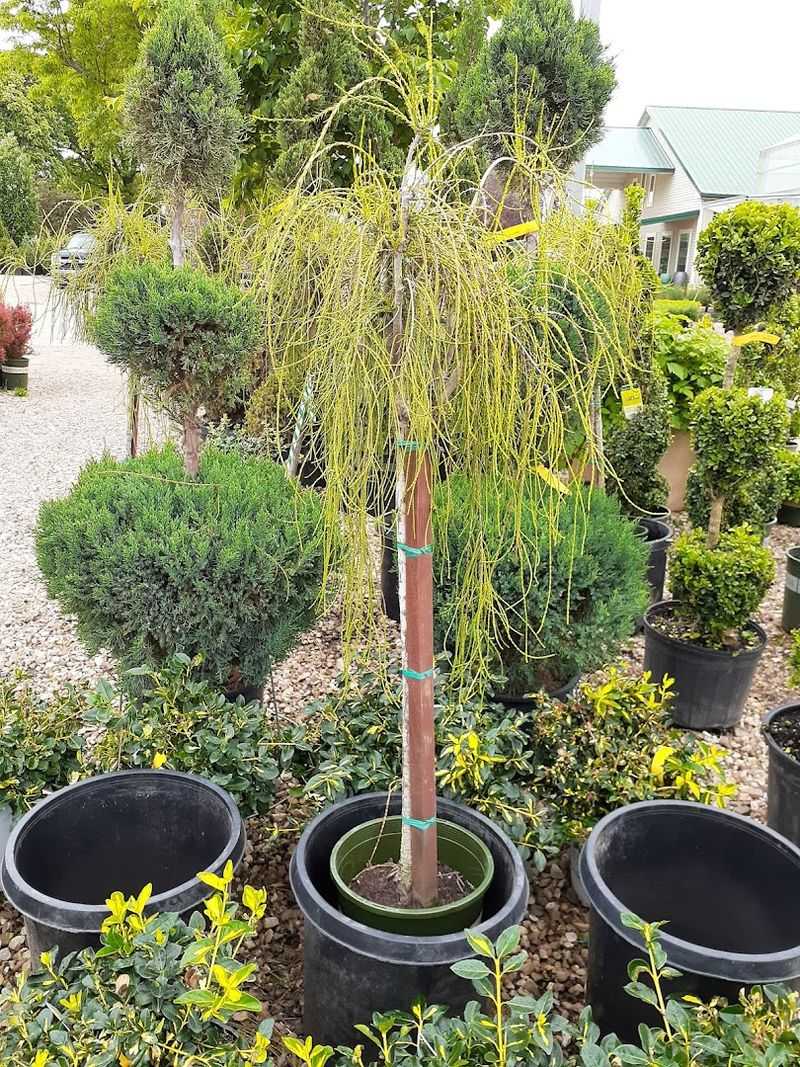 Planting Party In Quincy 