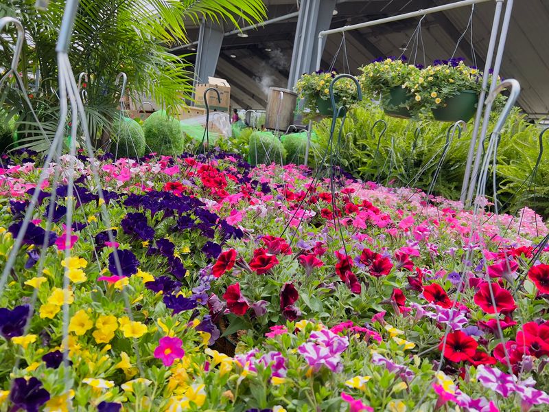 Plants And Flowers Draw Their Own Crowd