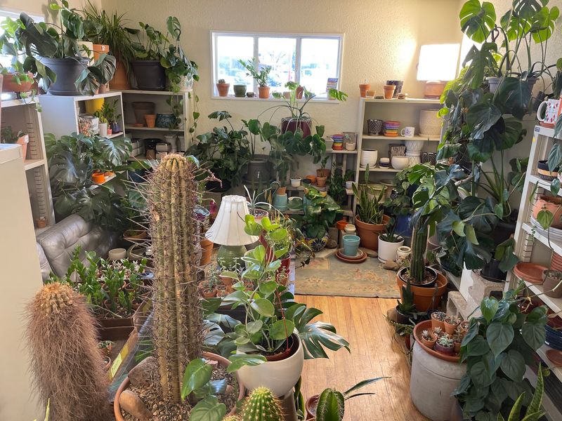 Plants Share The Floor With The Pottery Plants Share The Floor With The Pottery